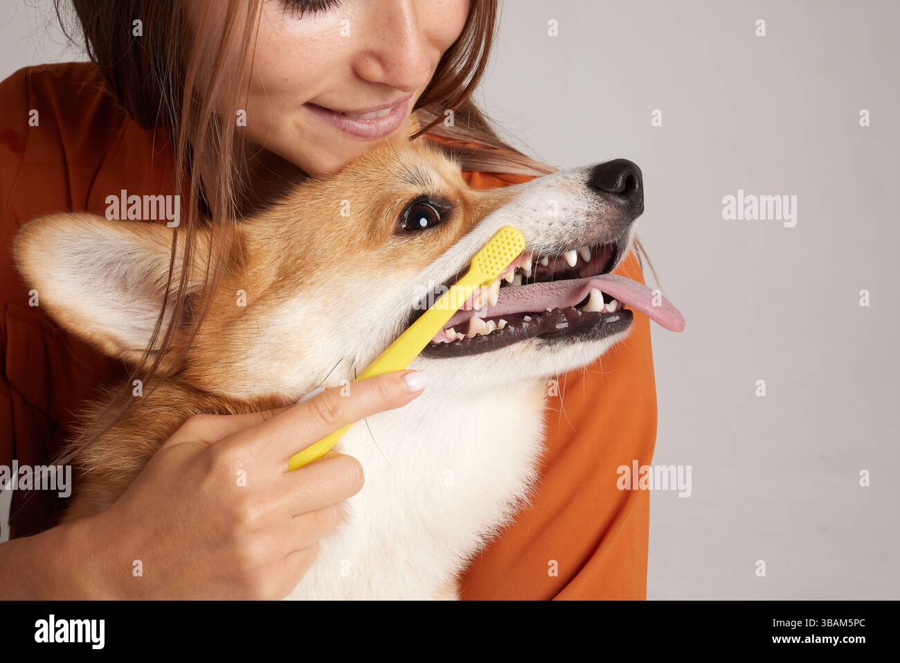 Felice Corgi ottenere denti spazzolati con spazzolino giallo da donna sorridente, promuovendo la cura dentale del cane. Foto Stock