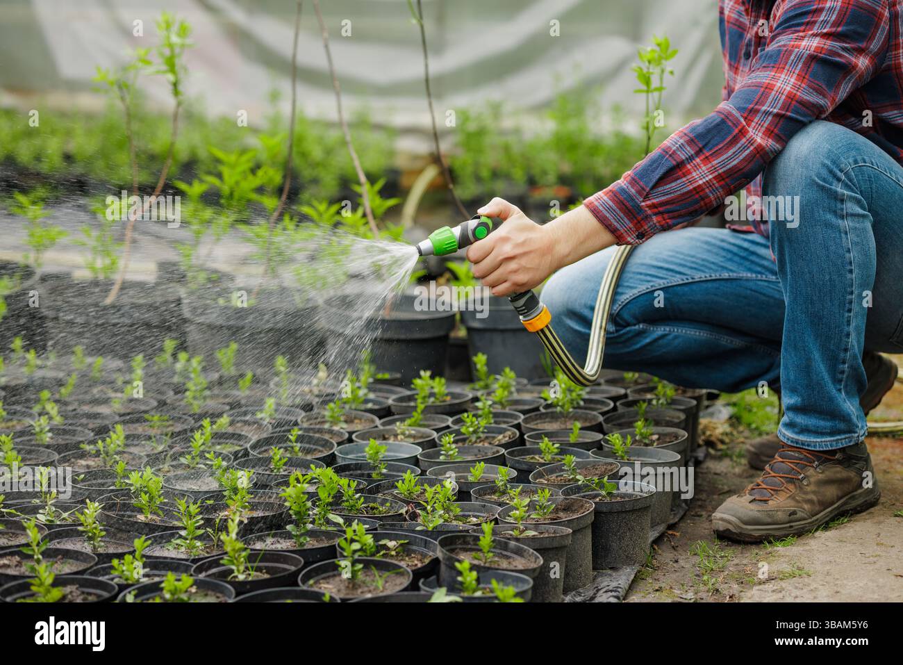 Uomo innaffiare giovani piantine in vasi all'interno della serra utilizzando il tubo flessibile, promuovendo una crescita sana e la cura delle piante. Foto Stock