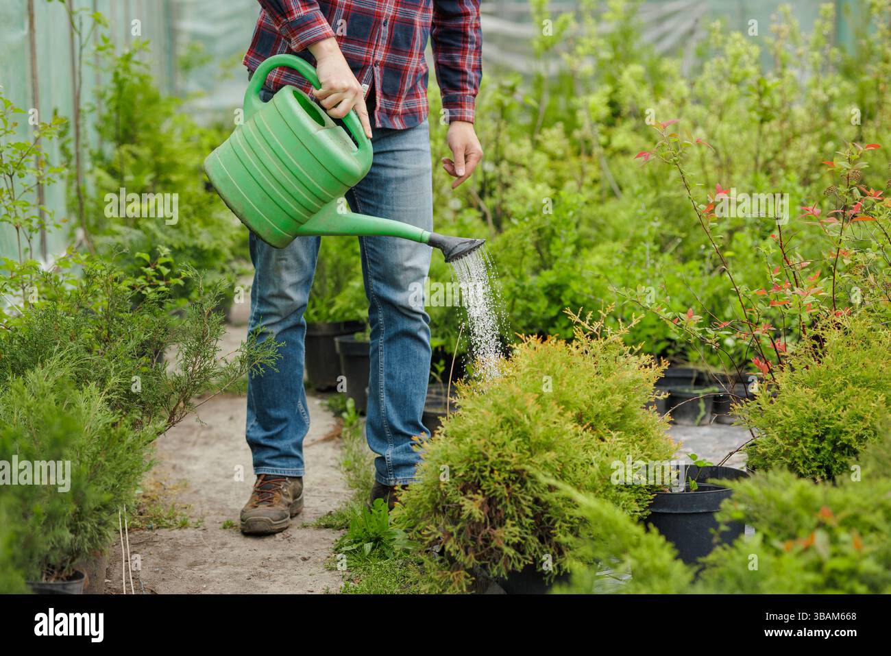 Giardiniere in camicia a quadri che annaffia arbusti verdi con una lattina da annaffiare in plastica in un vivaio di piante in una giornata di sole. Foto Stock