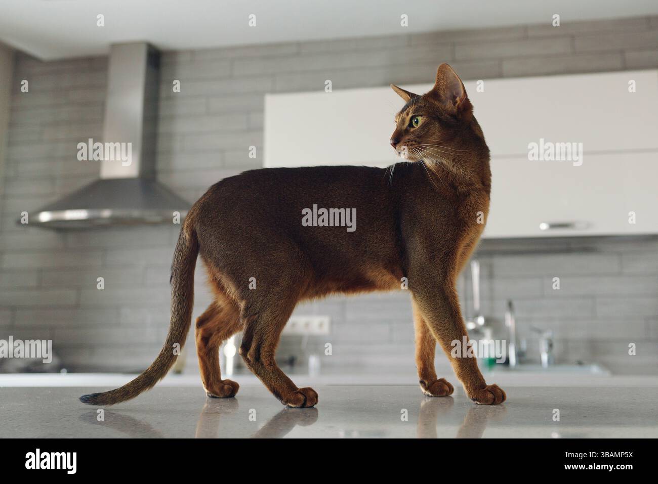 Un gatto abissino shorthair cammina a casa sul tavolo della cucina e si piega lo sguardo indietro Foto Stock