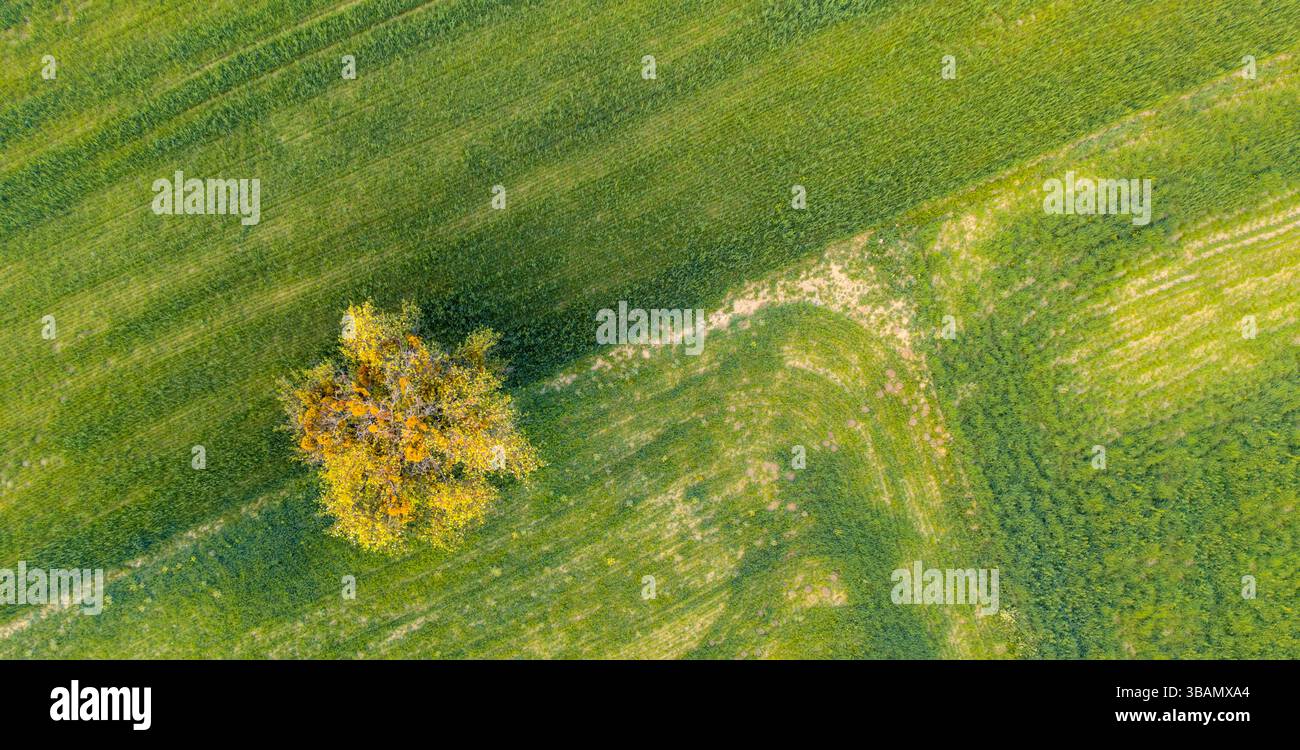 Vista aerea dall'alto verso il basso di un campo con un albero solitario Foto Stock