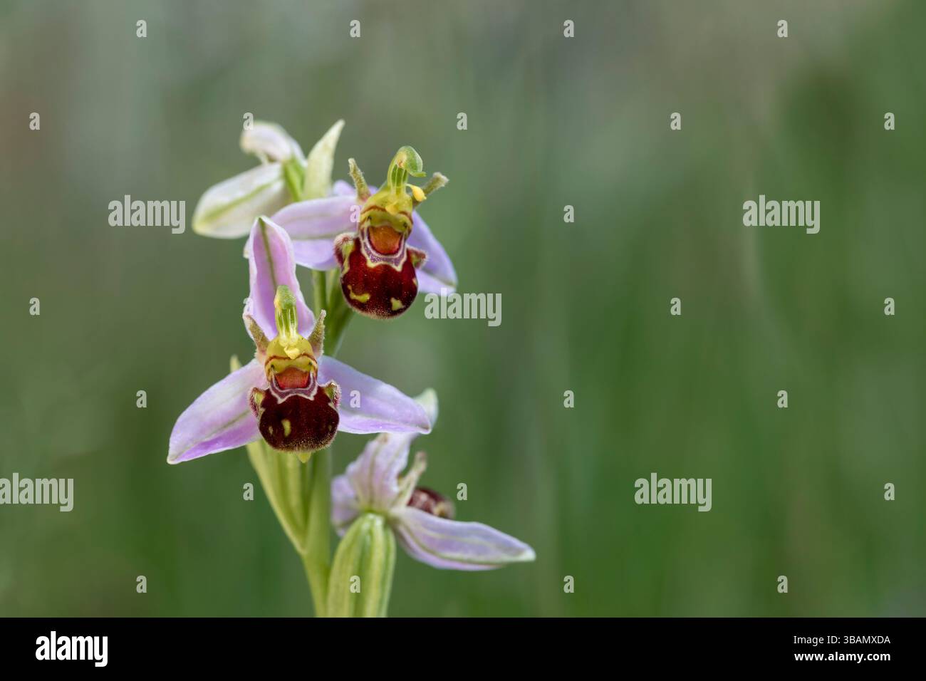 Orchidea delle api; Ophrys apifera; Fiori; Regno Unito Foto Stock