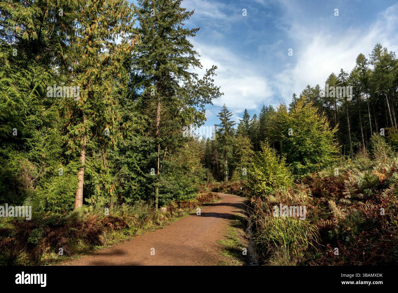 Beechenhurst; Forest of Dean; UK Foto Stock