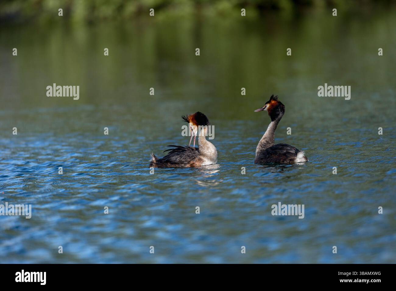 Great Crested Grebe; Podiceps Cristatus; Pair display; UK Foto Stock