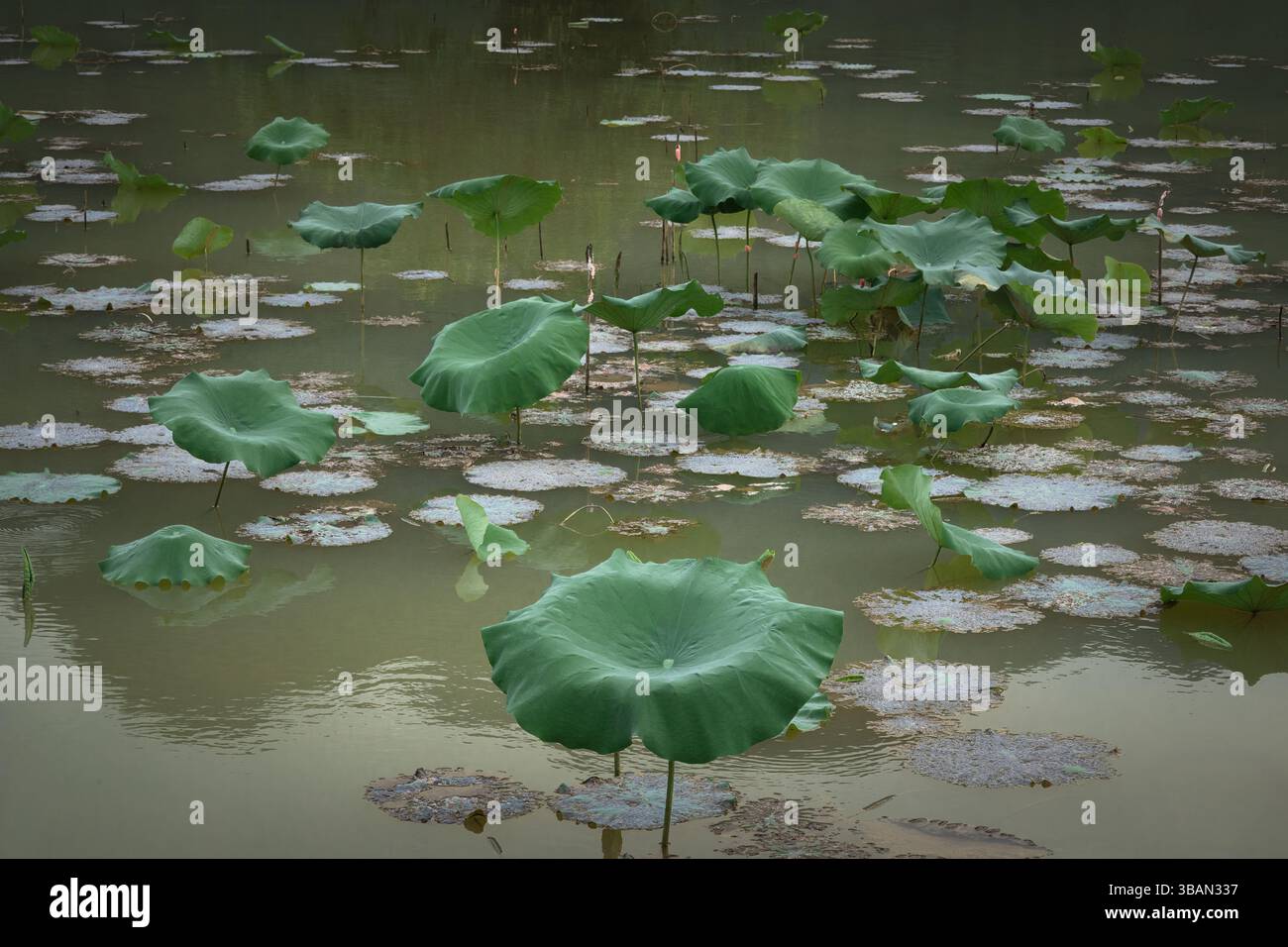 Un piccolo laghetto pieno di foglie di piante di loto americano Foto Stock