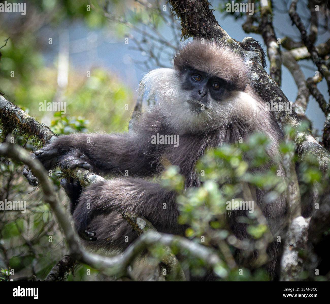 Il langur di fronte al viola negli appannati altopiani centrali dello Sri Lanka Foto Stock