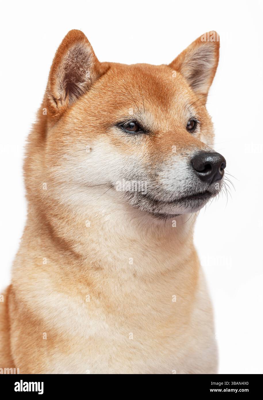 Ritratto del cane Shiba Inu su sfondo bianco. Foto Stock