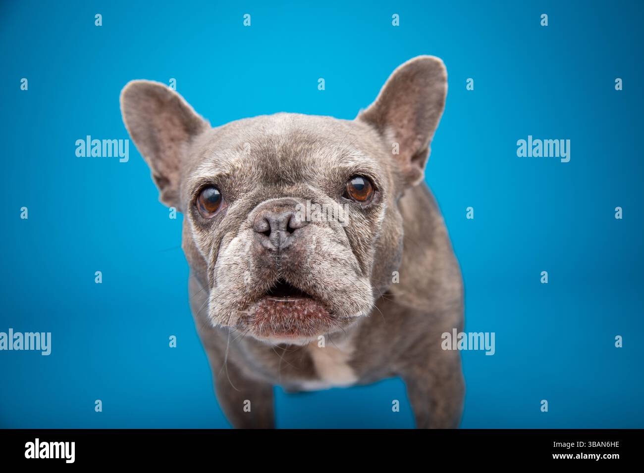 Vecchio bulldog francese Grey brindle in piedi di fronte a uno sfondo blu Foto Stock
