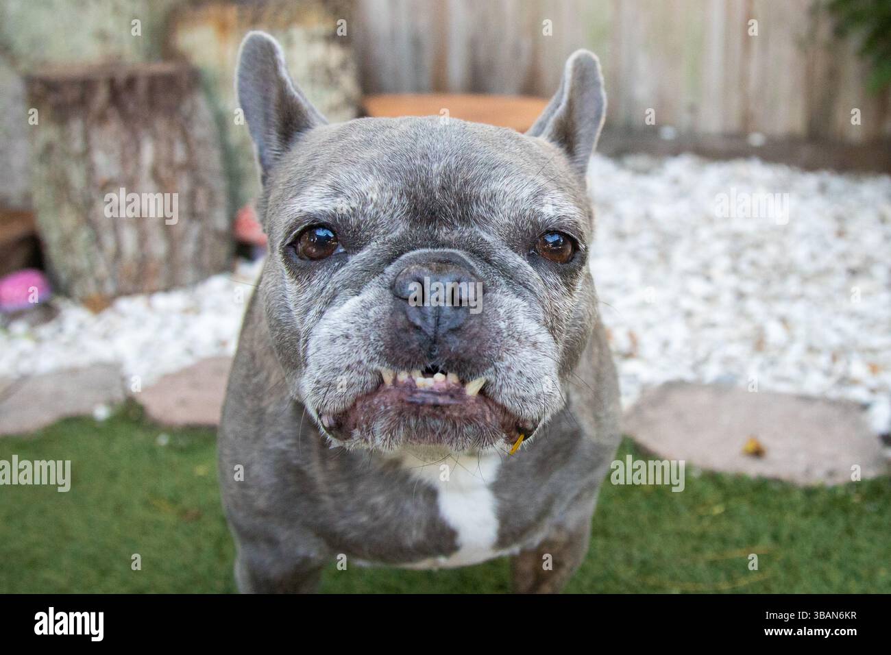 Vecchio bulldog francese Grey brindle in piedi in un giardino Foto Stock