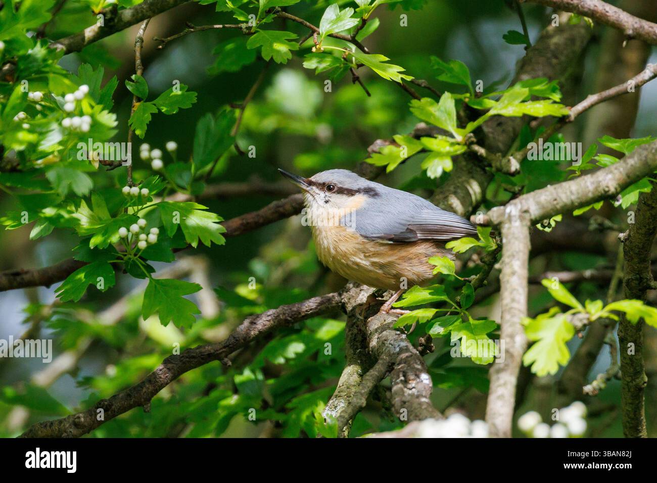 Nuthatch, uccello Sitta europaea, arroccato su un albero in un giardino, Inghilterra, Regno Unito Foto Stock