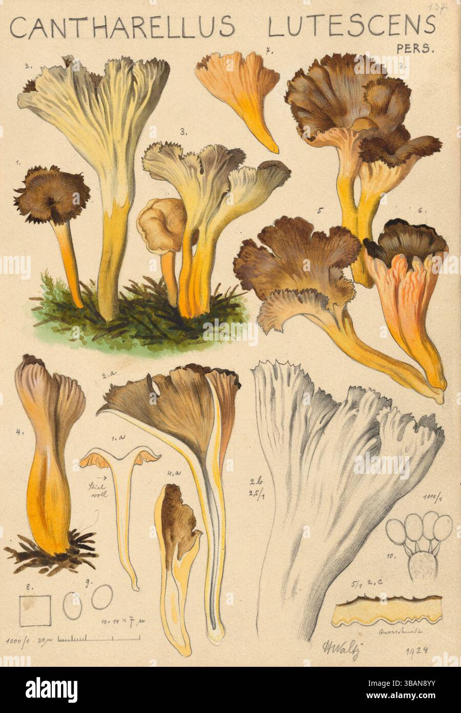 Funghi, funghi, canterelle a tromba dal profumo intenso, canterelle dal profumo dolce, craterellus giallo o funghi a forma di fucina profumata, Craterellus lutescens, SYN. Cantharellus aurora, riproduzione autentica di un'illustrazione di Hans Walty (1868-1948) del 1915 circa, storico Foto Stock