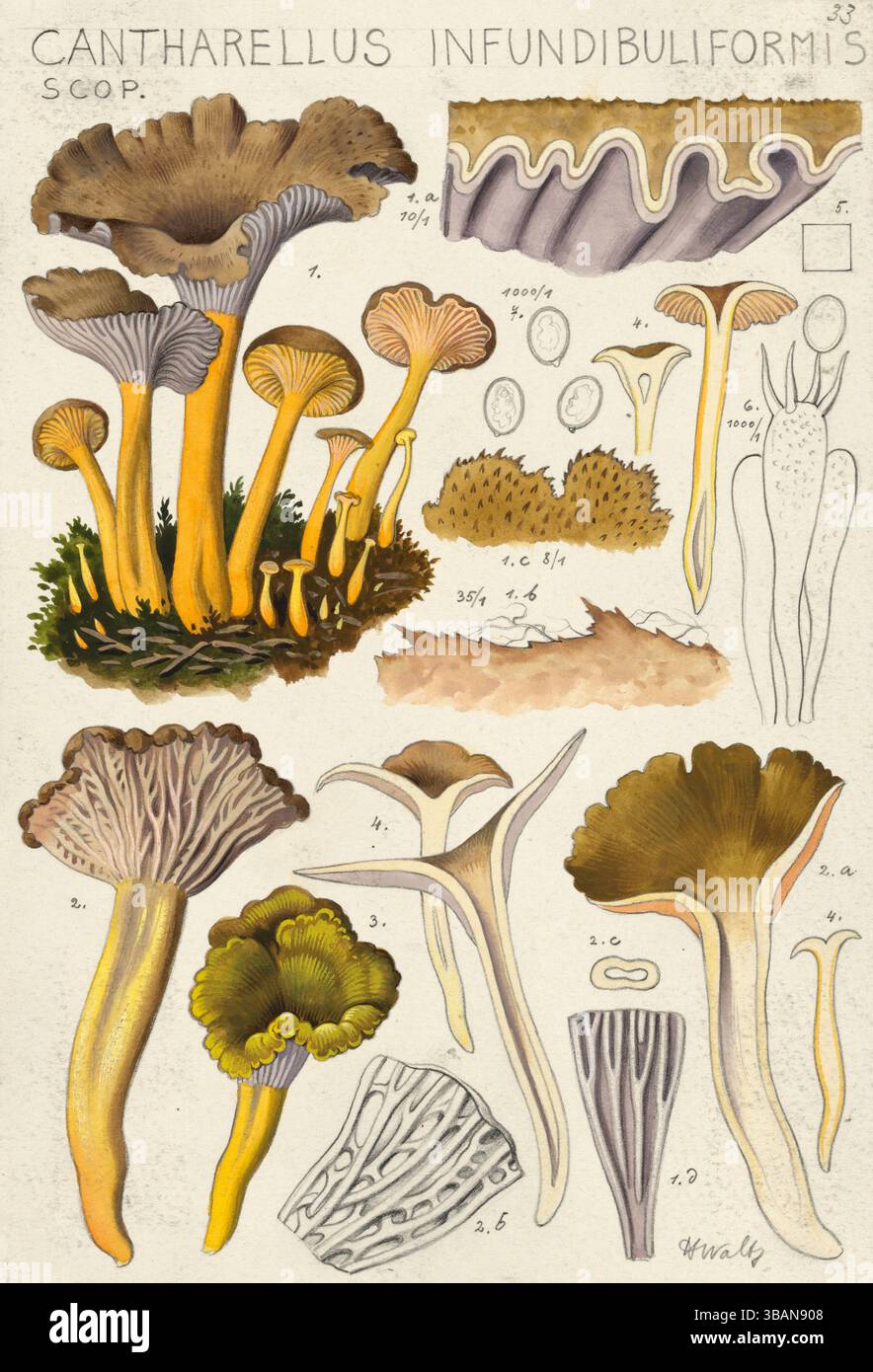 Funghi, funghi, trombette, Craterellus tubaeformis, SYN. Cantharellus infundibuliformis e Cantharellus tubaeformis, riproduzione autentica di un'illustrazione di Hans Walty (1868-1948) del 1915 circa, storica Foto Stock