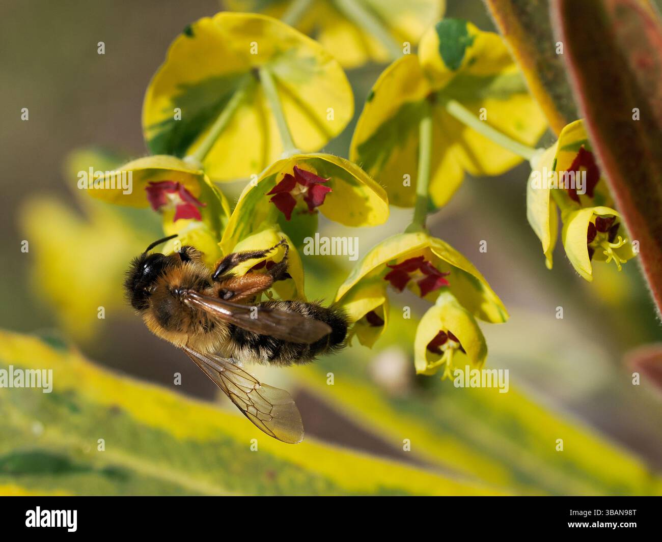 Macro di api minerarie di Ashy (Andrena cineraria) che foraggiano fiori di euphorbia Foto Stock