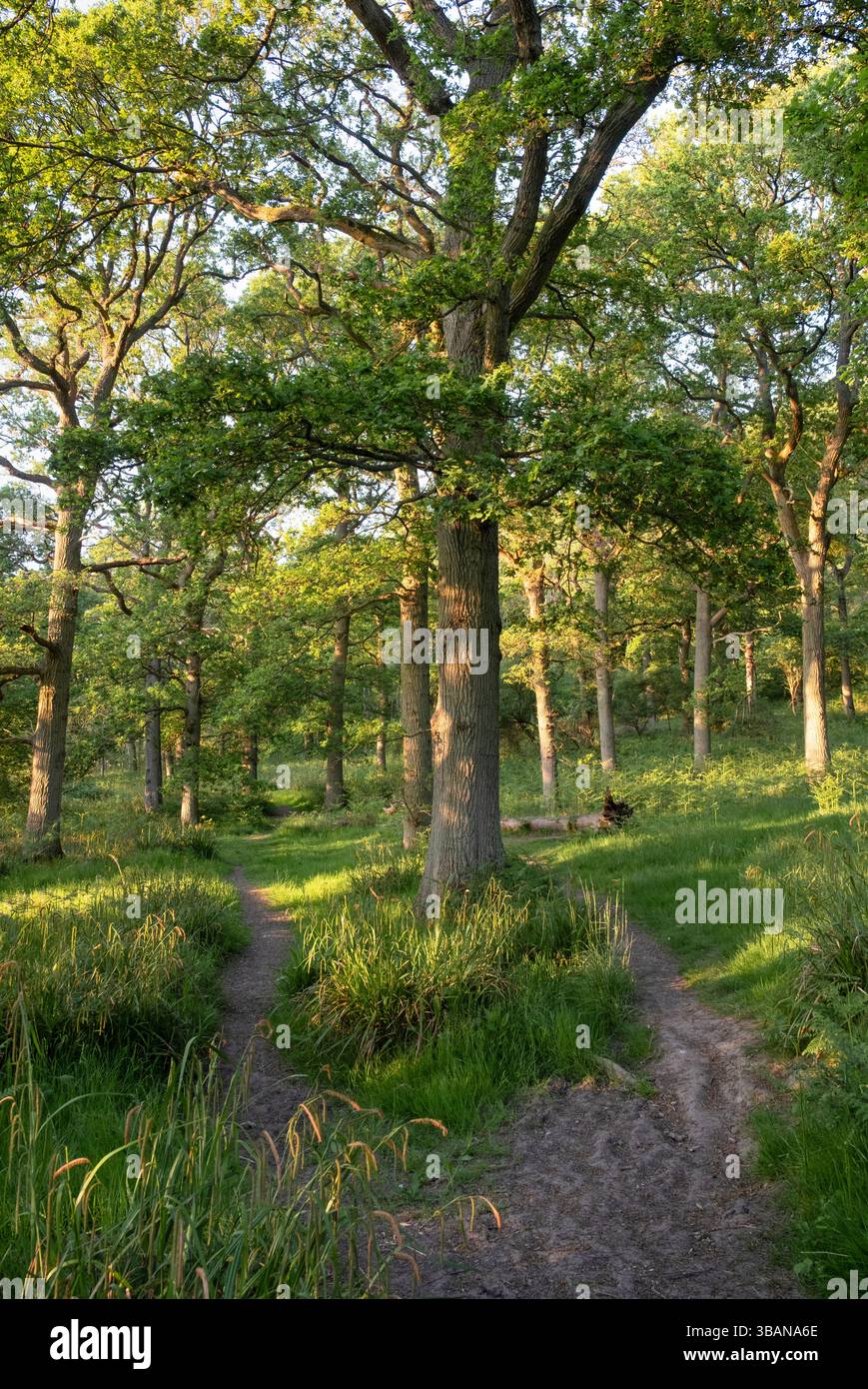 La luce del sole serale primaverile filtra tra tra gli alberi e getta ombre sul lussureggiante bosco verde nel Warwickshire, Inghilterra. Foto Stock