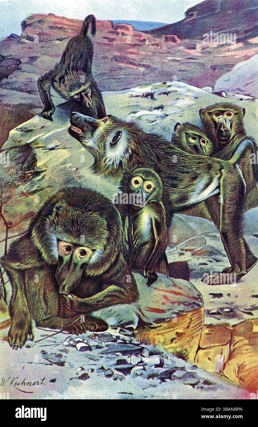 Illustrazione di una truppa di babbuini hamadryas in un habitat roccioso di montagna di Wilhelm Kuhnert Foto Stock