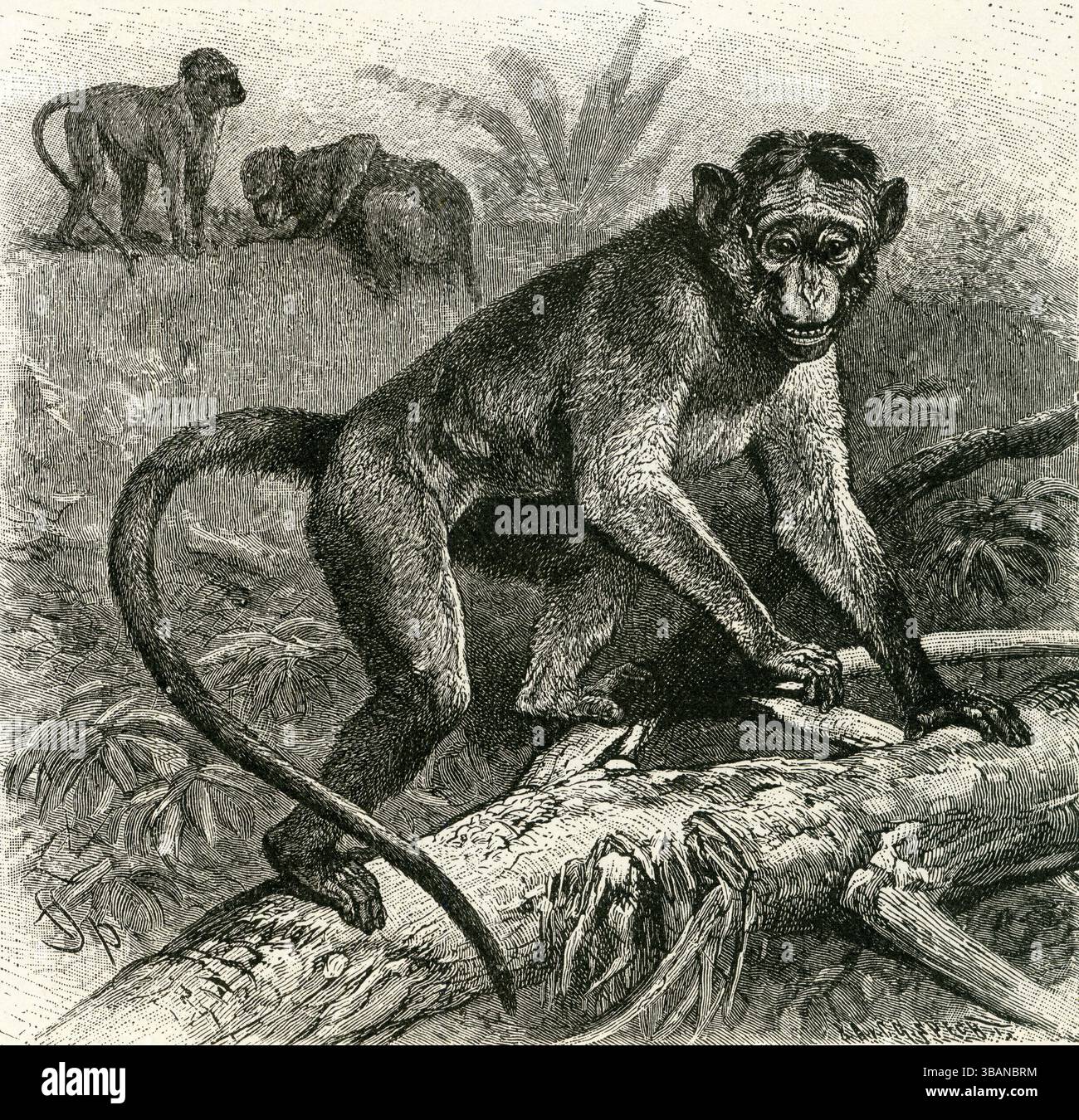 SCIMMIA del COFANO ( Macacus sinicus ) - scimmia del cofano, Macacus sinicus - movimento accattivante, sacchetti di guancia e comportamento avvolgente Foto Stock