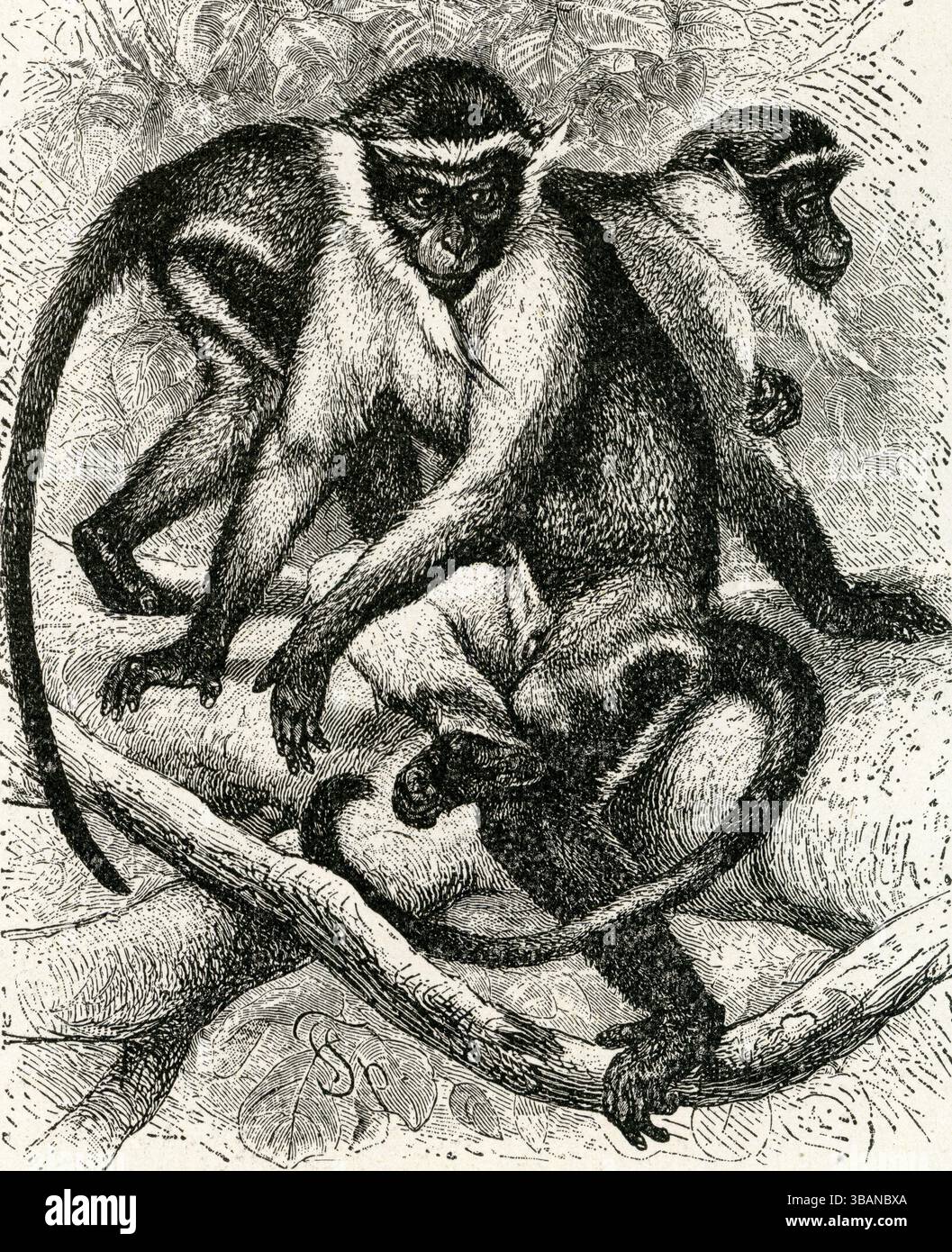 DIANA MONKEYS ( Cercopithecus diana ) - Diana Monkey Trio on Branch, Cercopithecus diana - White Crescent Forehead, Vintage Wildlife Engraving Foto Stock