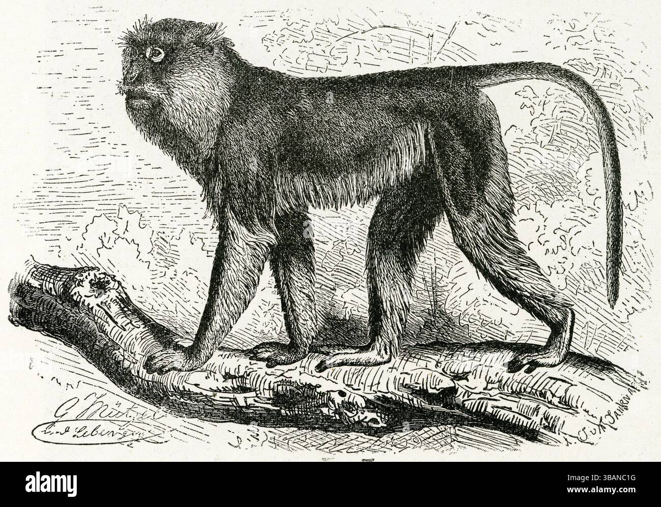RED, OR PATAS SCIMMIA ( Cercopithecus ruber ) - Red Patas scimmia, Cercopithecus ruber - faccia e baffi simili Foto Stock