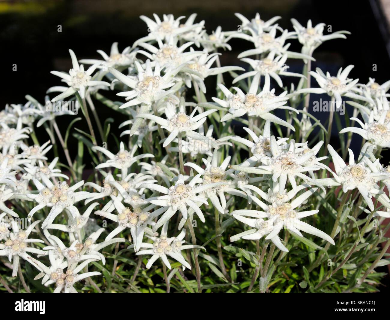 Fiori di stella alpina (Leontopodium alpinum) nel giardino francese Foto Stock