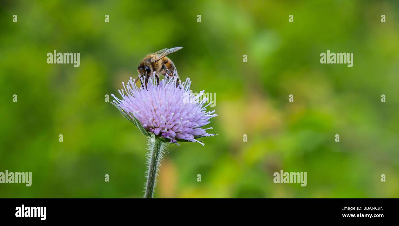 Knautia arvensis Lilac campo scabioso sulla cima di uno stelo peloso grigio-verde che ondeggia leggermente, un'ape di miele che raccoglie e foraggia il suo nettare. Foto Stock
