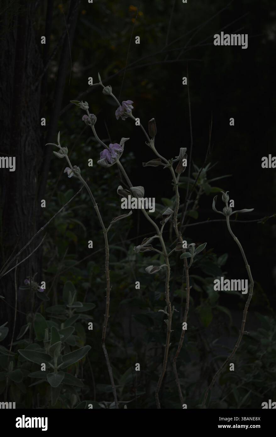 Carta da parati scura per l'estetica botanica. Immagine verticale di un fiore selvatico di salvia viola (Salvia leucophylla) in mezzo a una foresta scura. Foto Stock