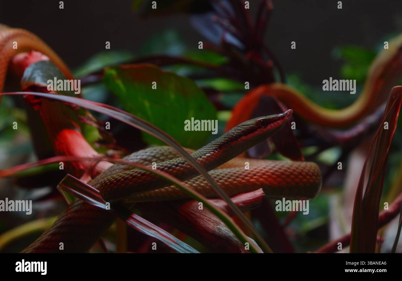Calda fotografia tropicale di un serpente rinoceronte (Rhynchophis boulengeri). Bella e interessante carta da parati di animali selvatici. Foto Stock