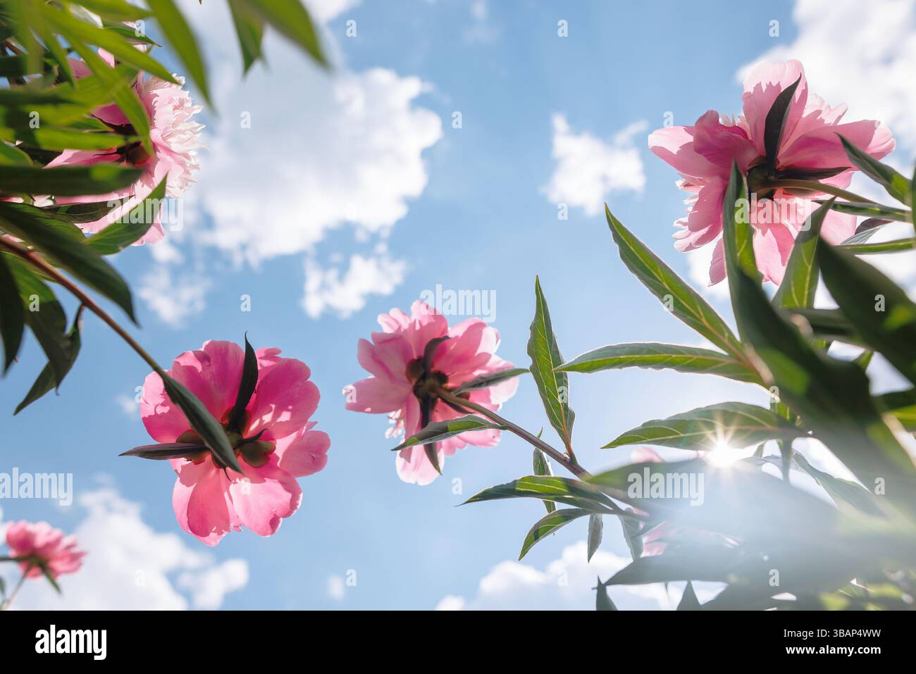 Fiori di peonia rosa che fioriscono contro il cielo blu con sole e nuvole, simboleggiano la freschezza, la natura e la gioia estiva. Foto Stock