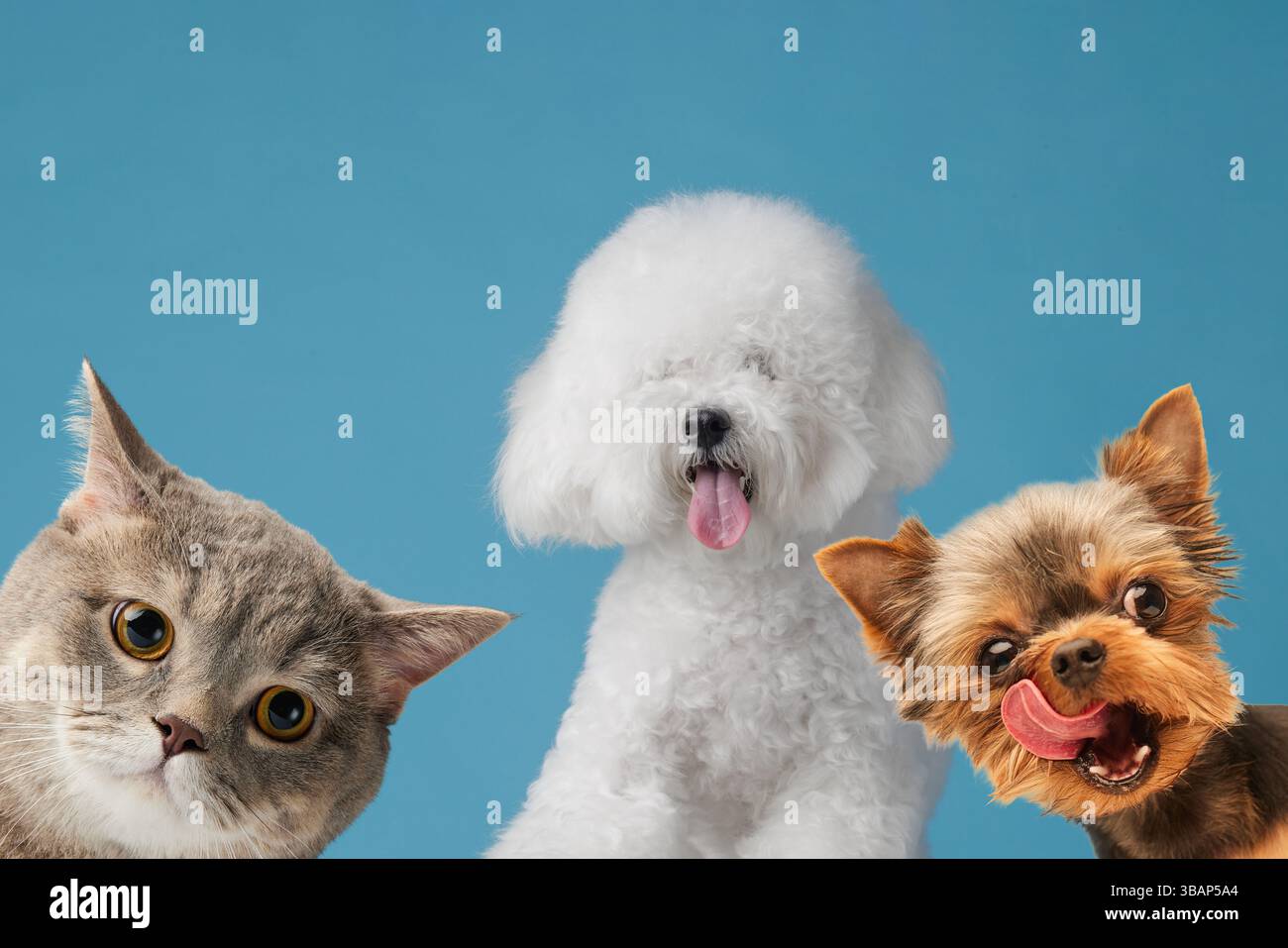 Ritratto in studio di due cani divertenti e un gatto curioso su sfondo blu, con volti e umorismo espressivi. Foto Stock