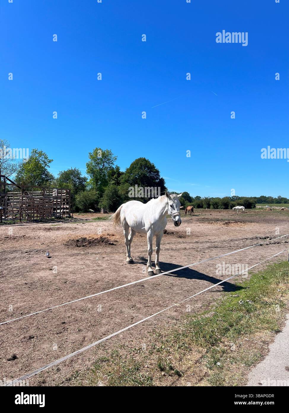 Cavallo bianco in piedi pacificamente in un pascolo Foto Stock