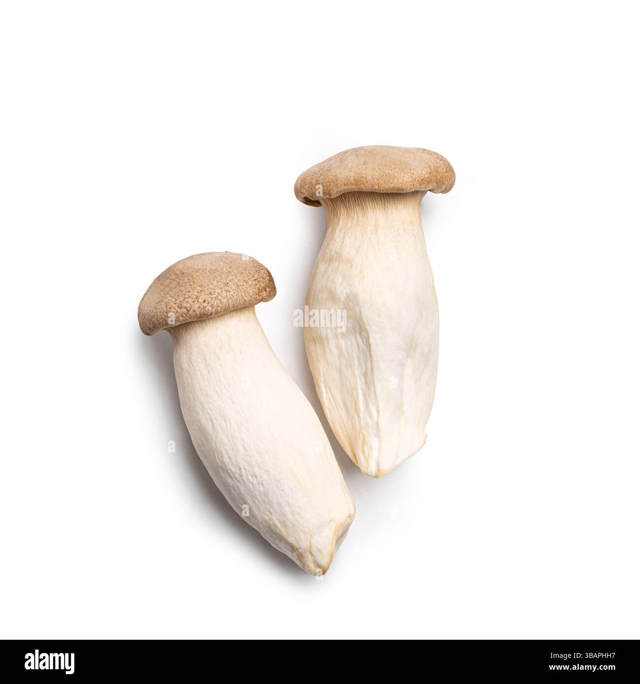 Funghi king Oyster isolati su sfondo bianco. Cibo vegetariano vegano sano, due funghi Eryngii o tromba. Foto Stock
