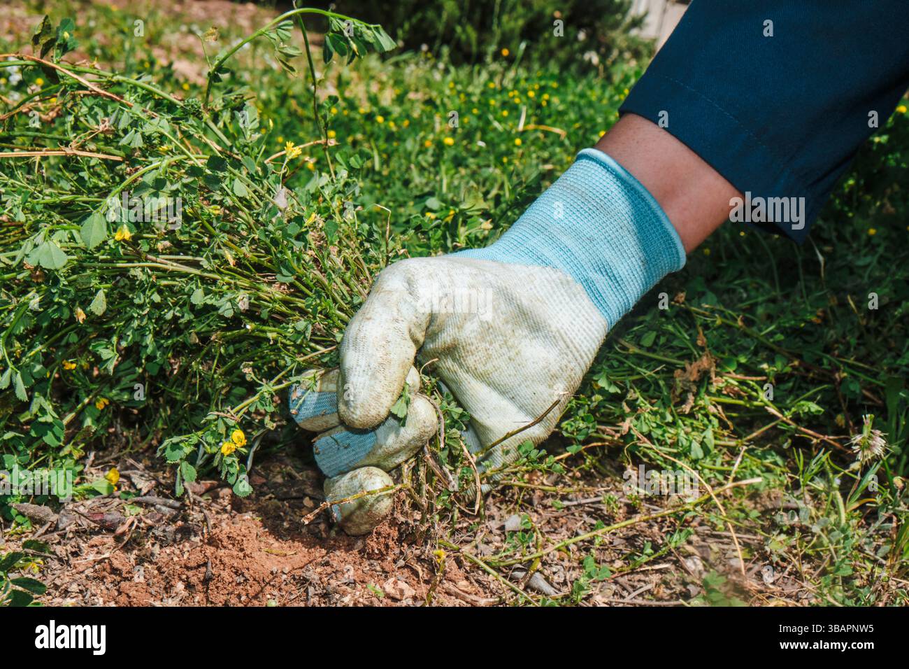 un uomo che indossa guanti da lavoro viene mostrato in primo piano mentre tira erbacce da un campo coltivato Foto Stock