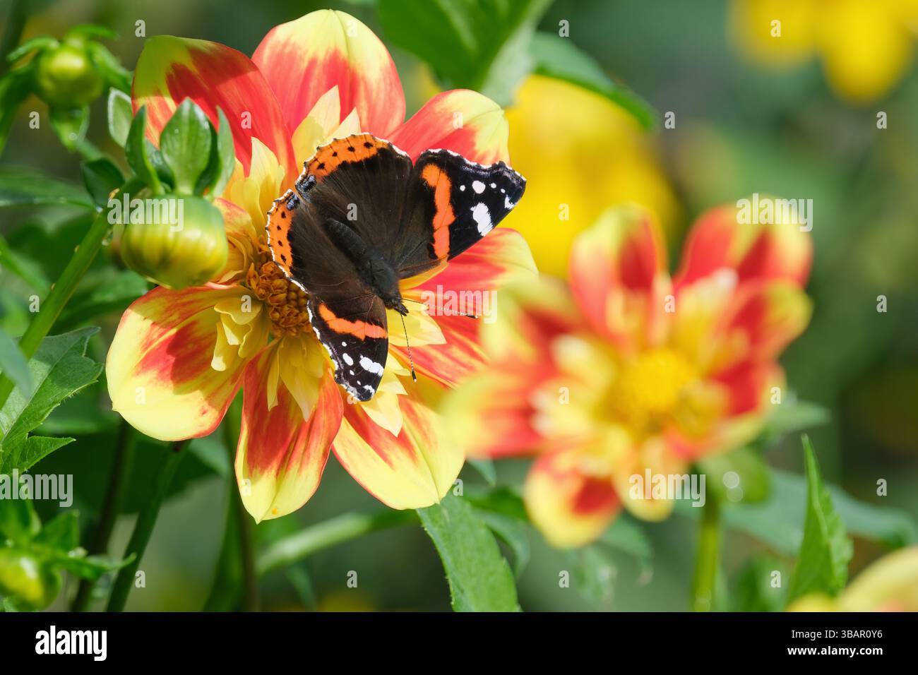 Dahlia Pooh - Swan Island, Dahlia Pooh, petali esterni arancioni con punte gialle variabili, disco centrale giallo e collare. Vanessa atalanta Foto Stock