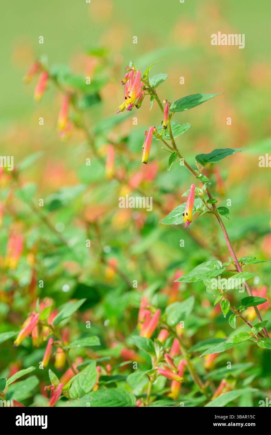Cuphea cyanea, erica messicana, fiore di sigaro rosa, fiori di arancio stretti con punte gialle Foto Stock