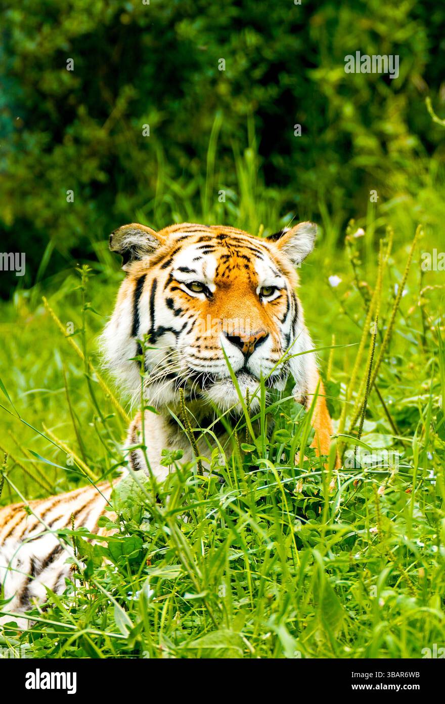 Ritratto di una tigre siberiana nell'erba. Animale in primo piano. Foto Stock