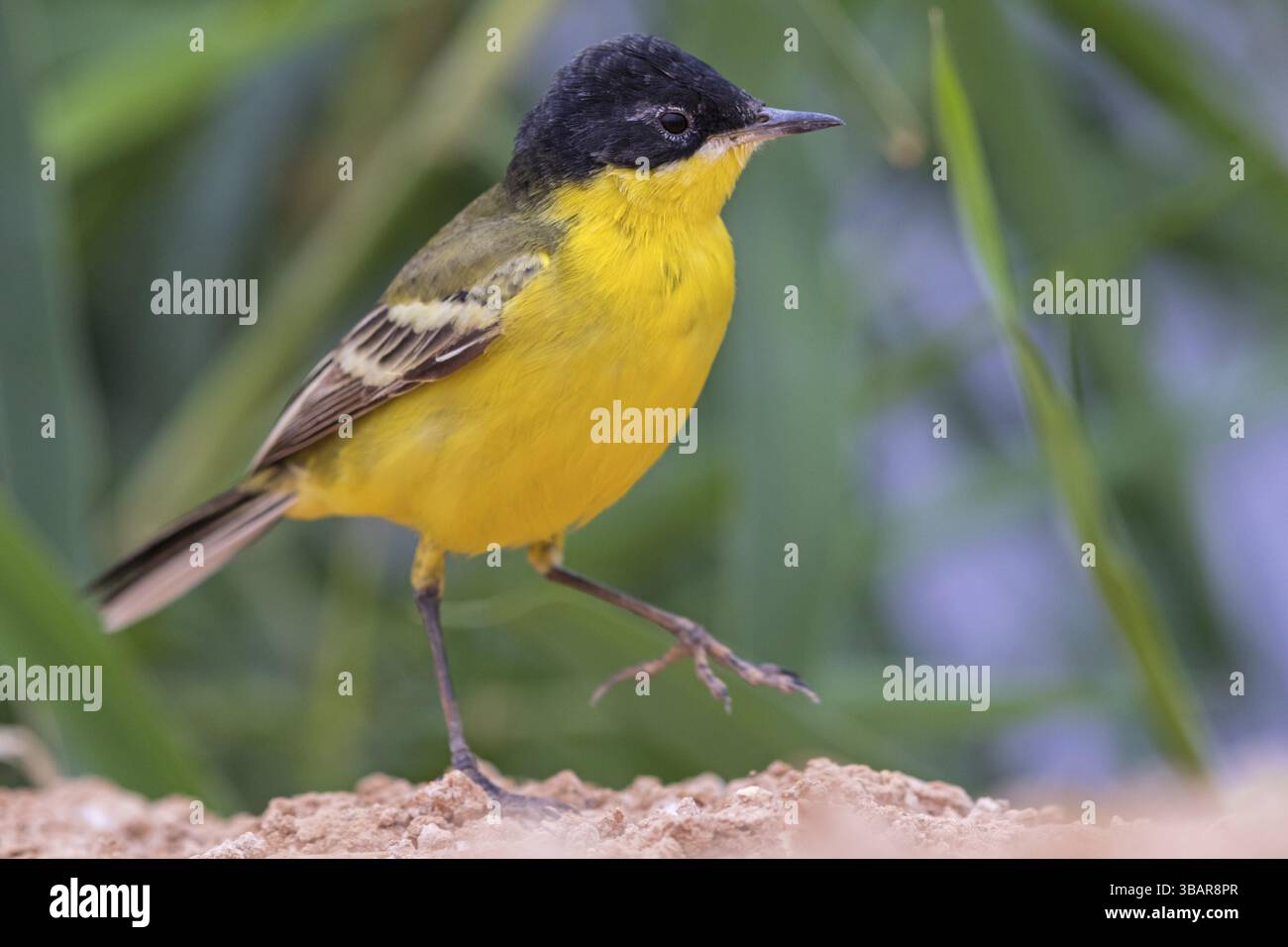 Coda d'acqua gialla (Motacilla flava feldegg), feldegg Motacilla, animali, uccelli, medio Oriente, Israele, Asia Foto Stock