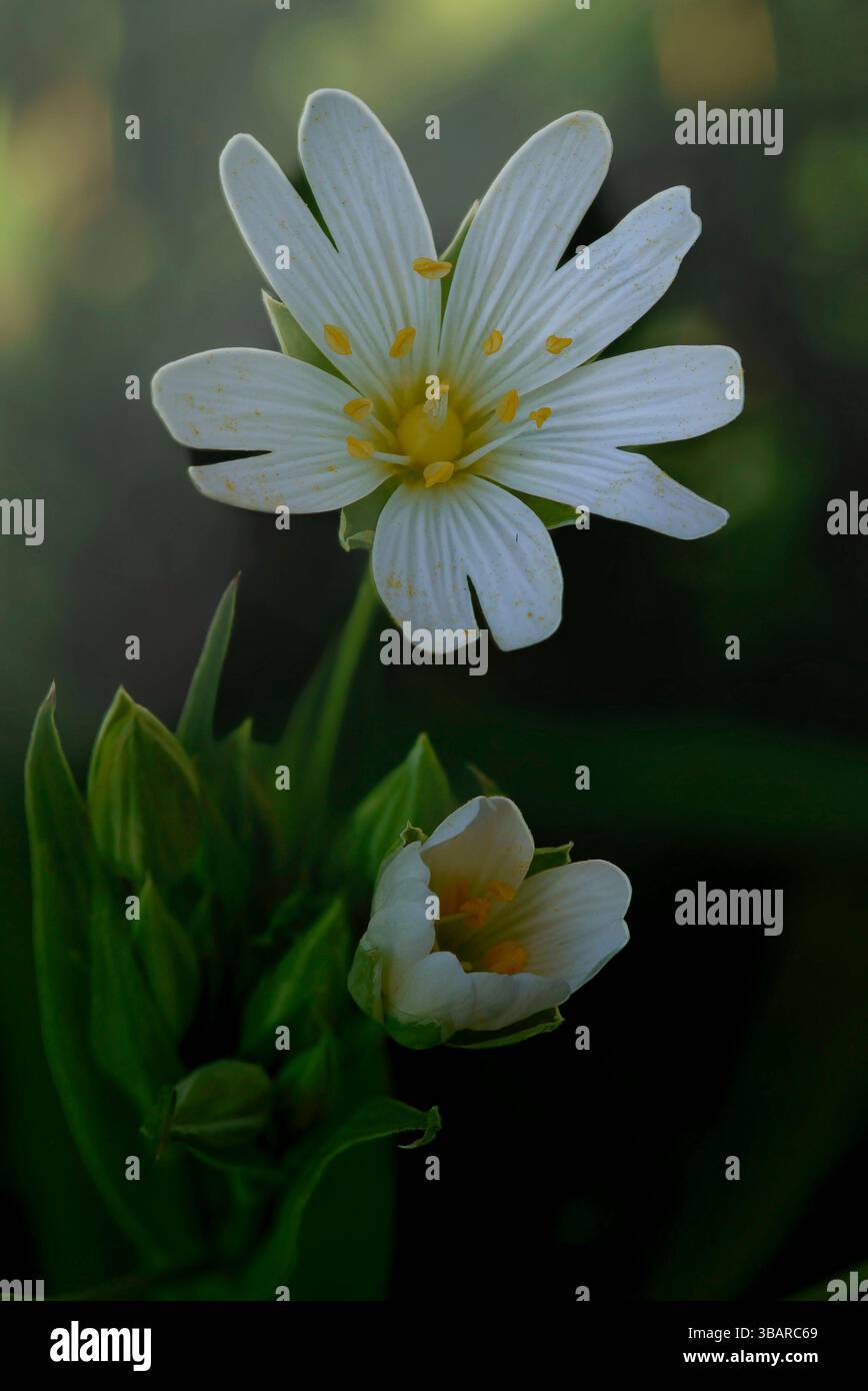 Primo piano di erba di cuccia minore Foto Stock