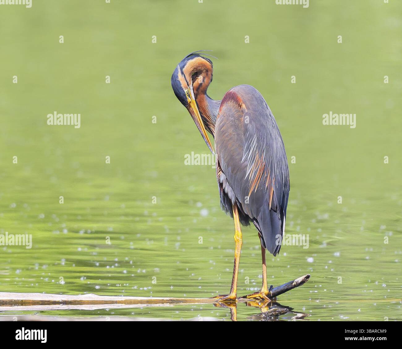 Airone viola (Ardea purpurea), in piedi su un ramo dell’acqua, che ne preserva il piumaggio, la fauna selvatica, gli uccelli, l’airone, raro uccello da riproduzione, uccello migratorio, Wa Foto Stock