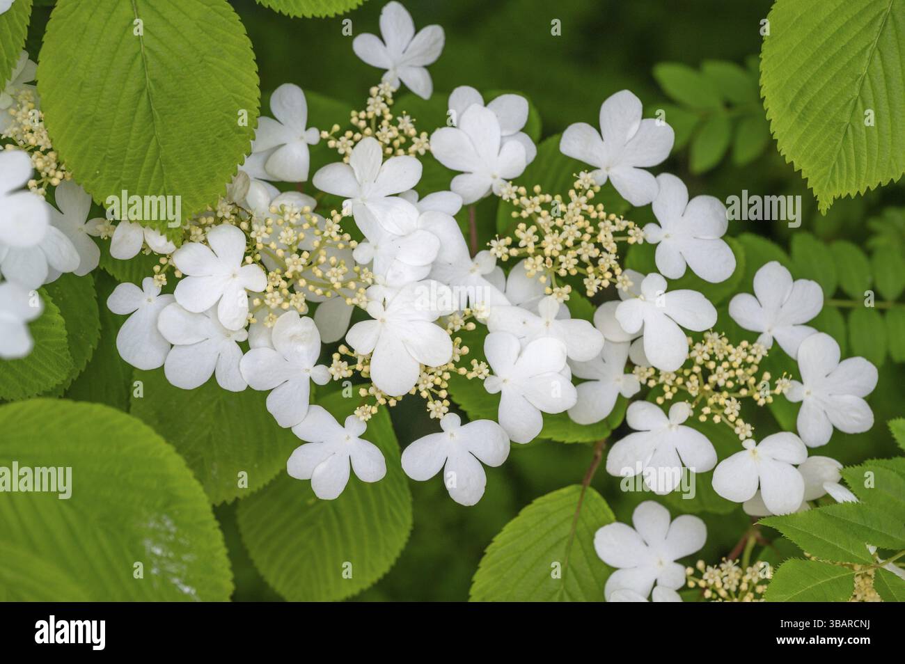Felted Snowball (Viburnum plicatum), Botanical Garden Erlangen, Middle Franconia, Baviera, Germania, Europa Foto Stock