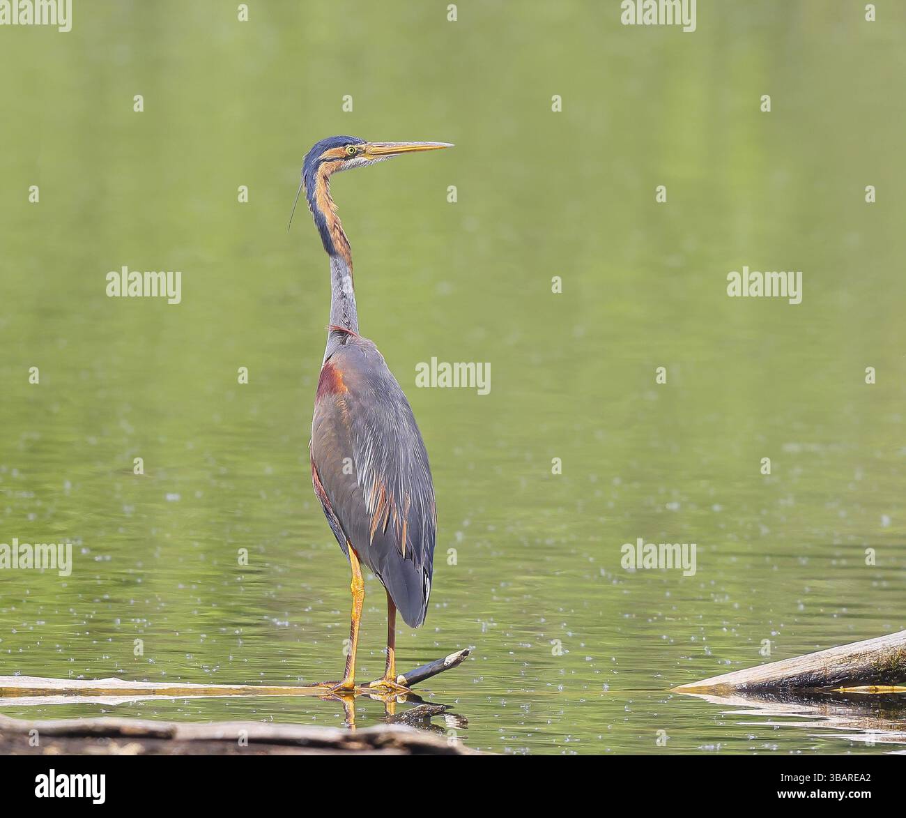 Airone viola (Ardea purpurea), in piedi su un ramo in acqua, fauna selvatica, uccelli, aironi, uccelli rari da riproduzione, uccello migratorio, Waghaeusel, Baden-Wuertt Foto Stock