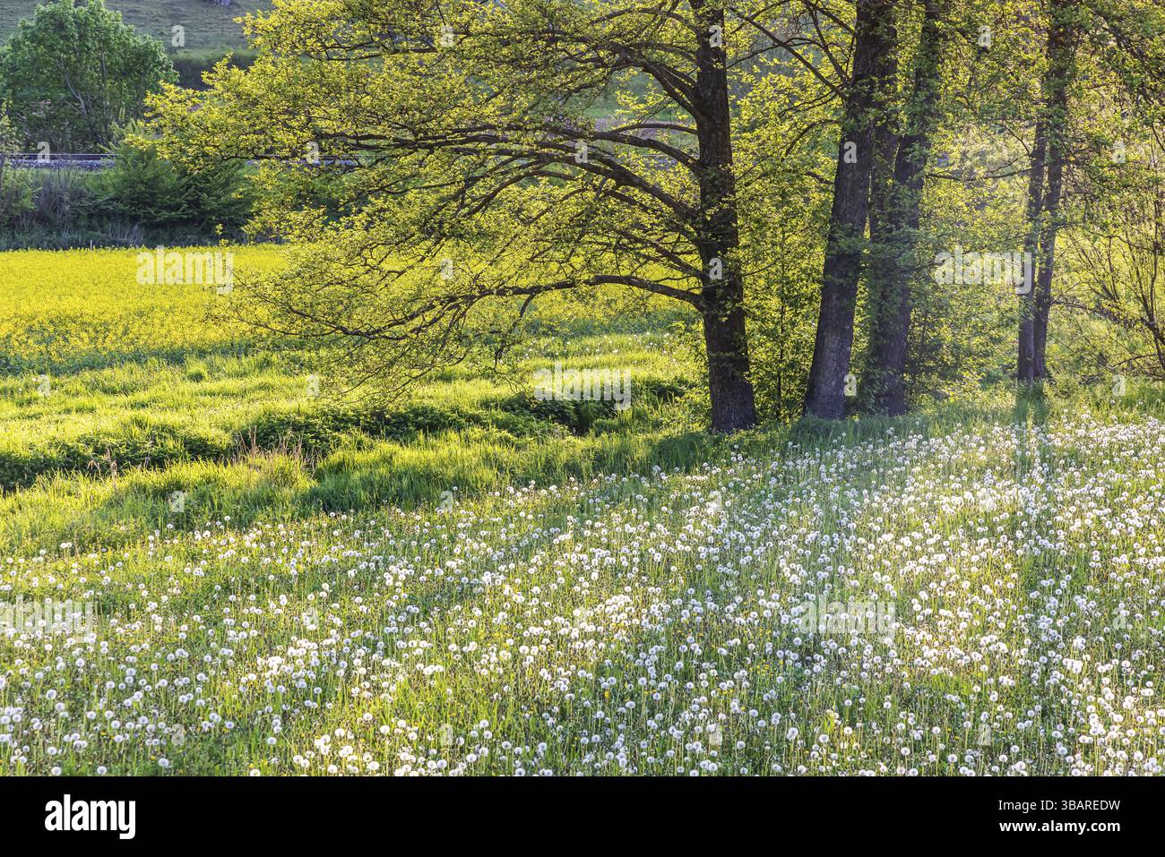 Paesaggio con prato floreale sull'Alb Svevo in primavera vicino a Lonsee. Lonsee, Baden-Wuerttemberg, Germania, Europa Foto Stock