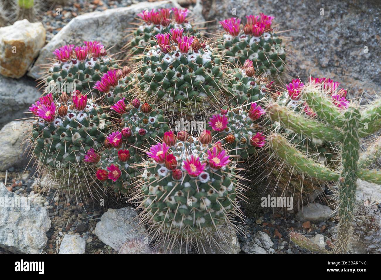 Cactus verruche fiorite (Mammillaria crocidata), Orto Botanico Erlangen, Franconia media, Baviera, Germania, Europa Foto Stock
