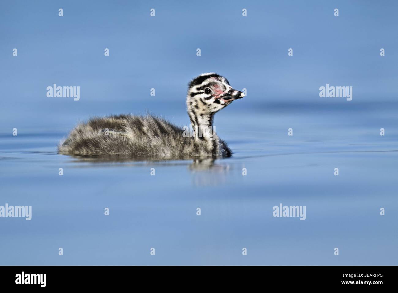 Great Crested Grebe (Podiceps Scalloped Ribbonfish), pulcini che nuotano in acqua, Lago di Zug, Canton Zug, Svizzera, Europa Foto Stock