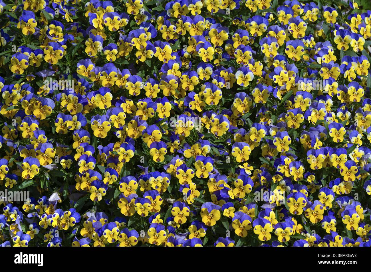 Viola corna (Viola cornuta) Baviera, Germania, Europa Foto Stock