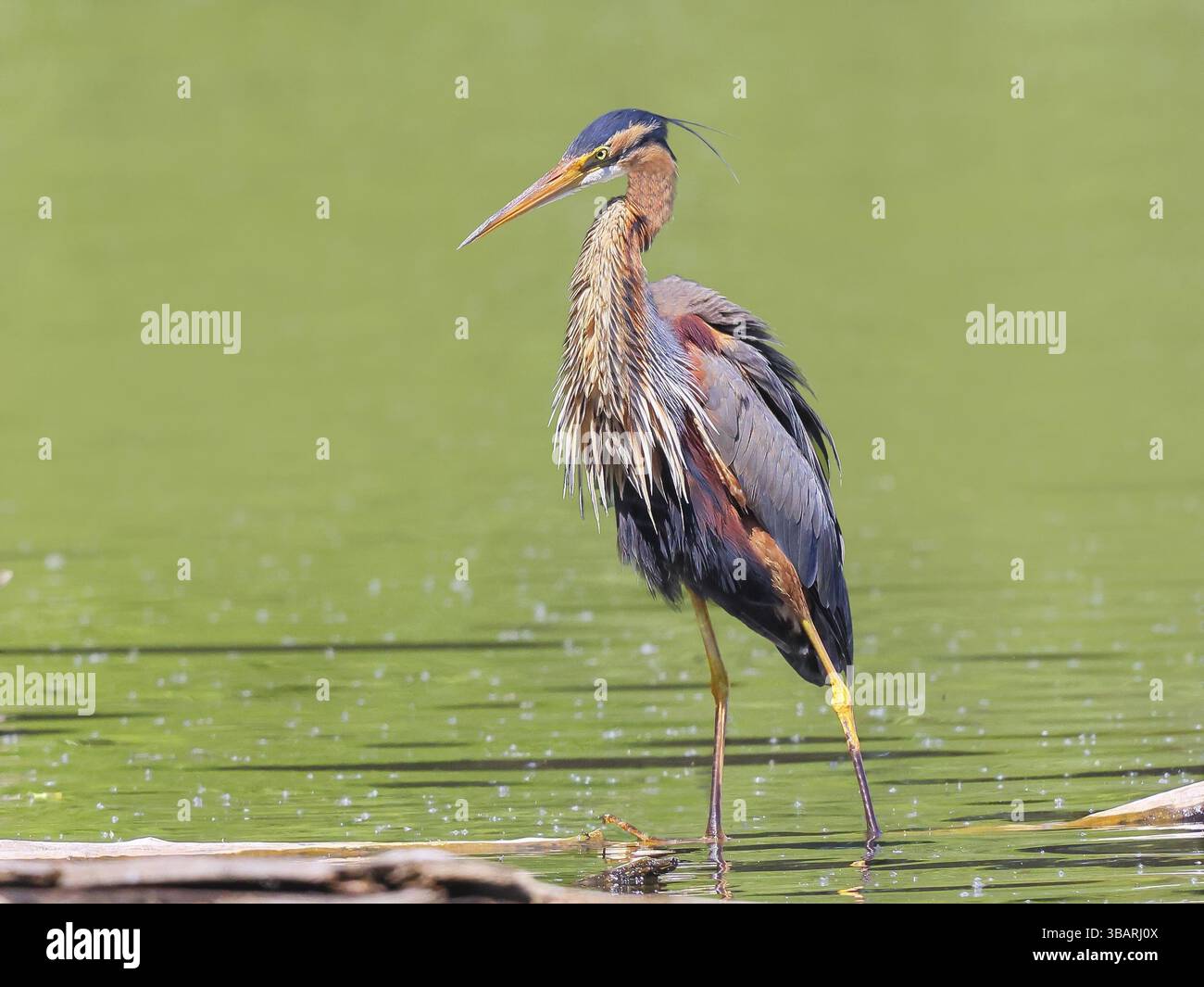 Airone viola (Ardea purpurea), in piedi con attenzione su un ramo in acqua, fauna selvatica, uccelli, aironi, rari uccelli riproduttori, uccello migratorio, Waghaeusel, Foto Stock