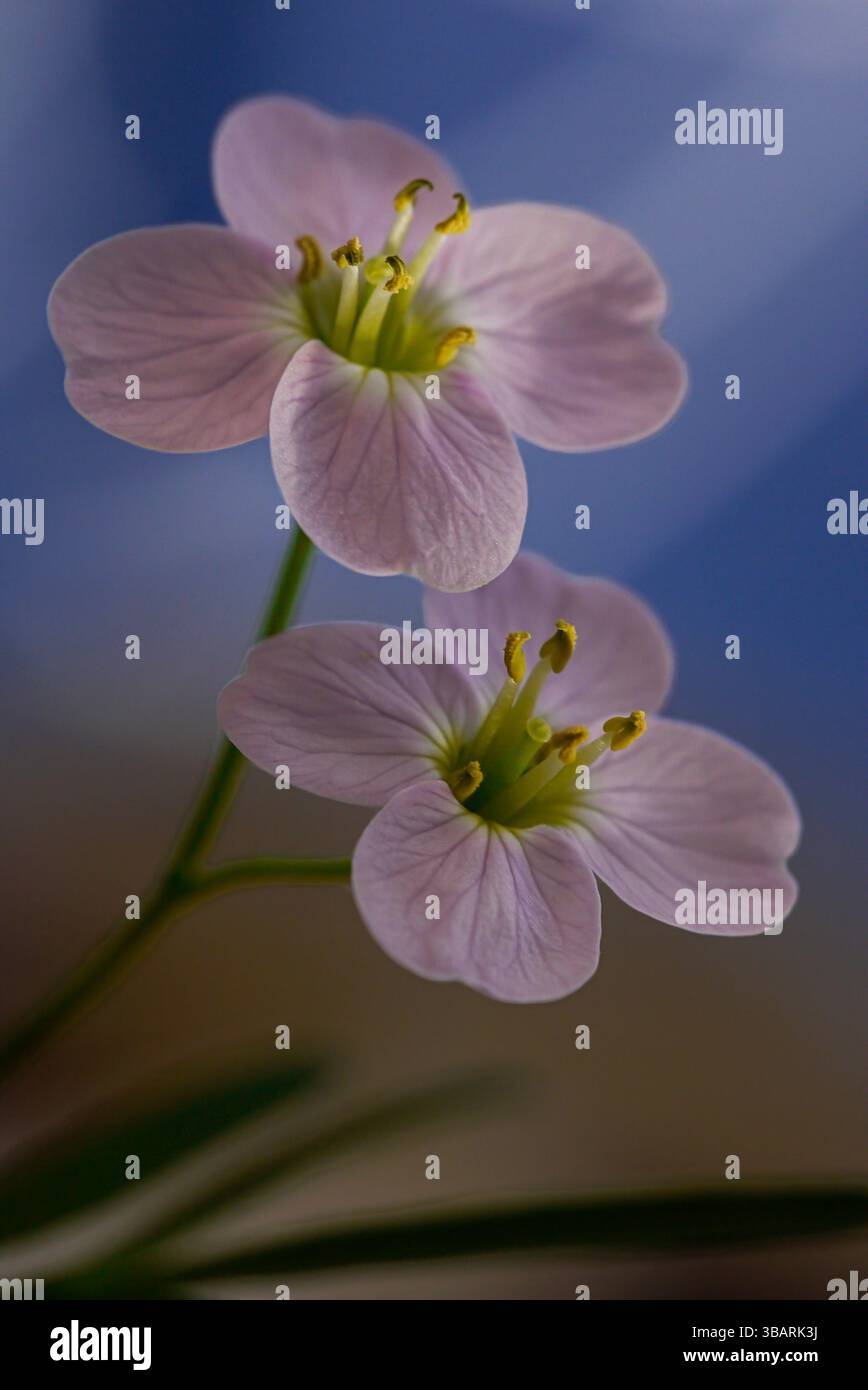 Primo piano di due fiori di cucù Foto Stock