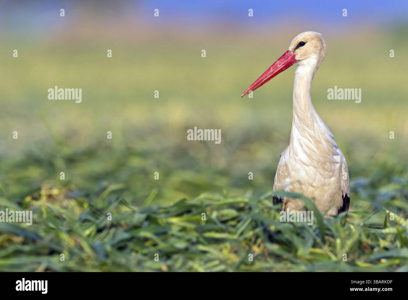 Cicogna bianca (Ciconia ciconia), animali, uccelli, cicogne, biotopo, habitat, prato, campo di mais, foraggiamento, Israele, Asia Foto Stock