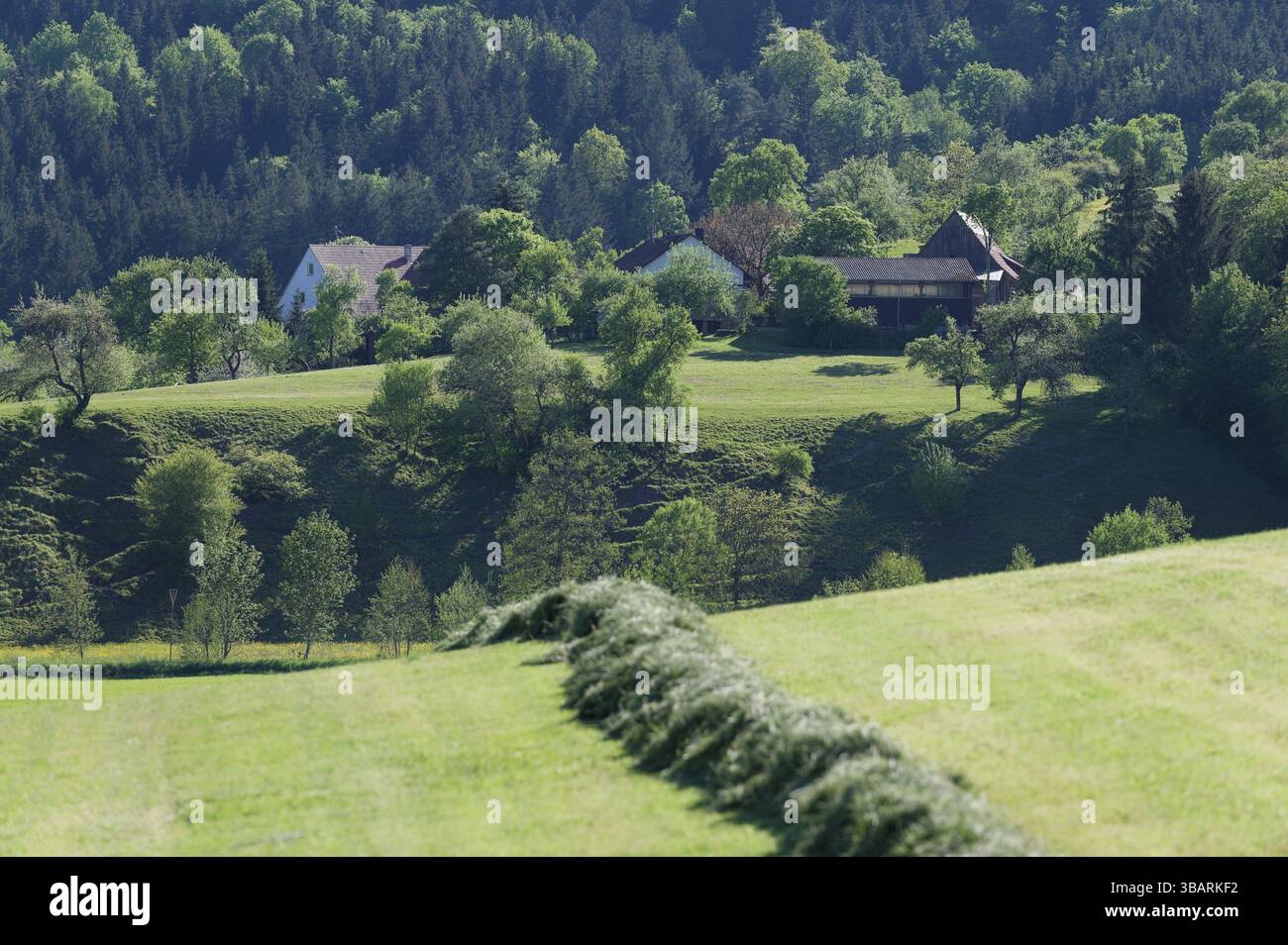 Prato falciato nel parco naturale della foresta sveva-Franconica, primavera, maggio, Schwaebisch Hall, Hohenlohe, Germania, Europa Foto Stock