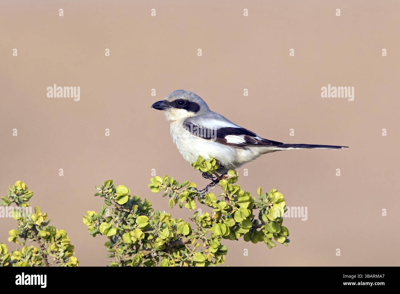 Great Grey Shrike, (Lanius excubitor), Mediterranean Great Grey Shrike, Great Grey Shrike Subspecies meridionalis, Lanius excubitor meridionalis, Lani Foto Stock