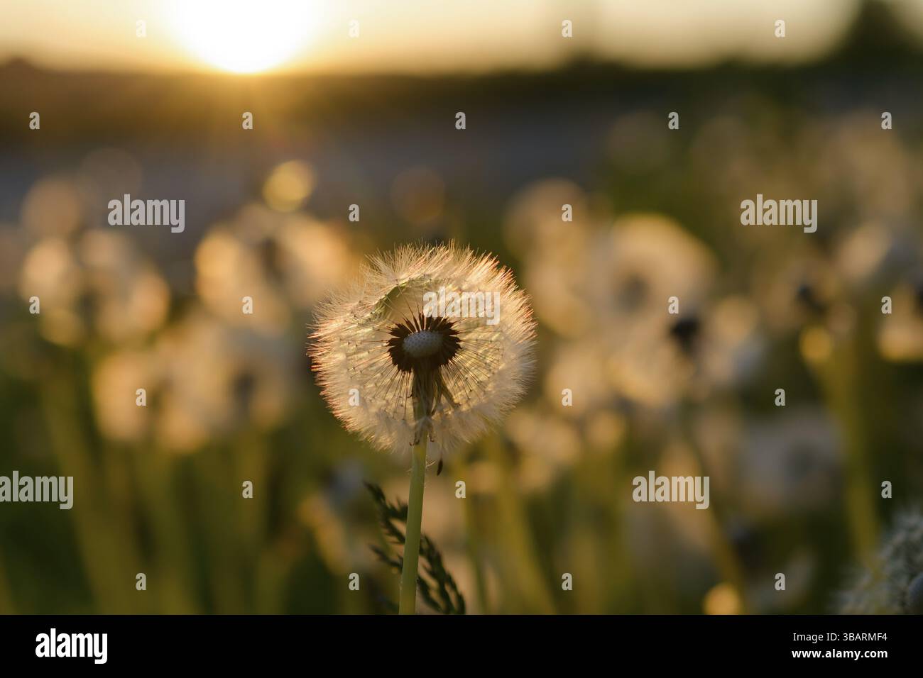 Dente di leone alla luce dorata della sera, dente di leone (Taraxacum officinale), Oro, luce, magia, Magical, Meditation, relax, relax, tranquillità Foto Stock