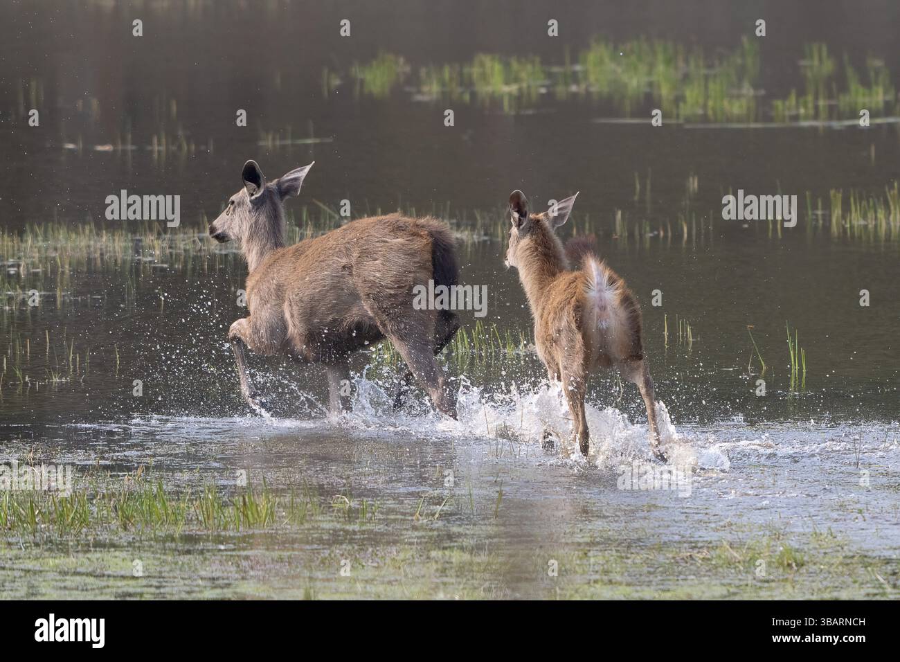 Sambar (Cervus unicolor), caprioli, caprioli, caprioli, cervi nobili, che scorrono attraverso l’acqua, 2 animali, parco nazionale di Bandhavgarh, riserva delle tigri, Madhya Pradesh Foto Stock